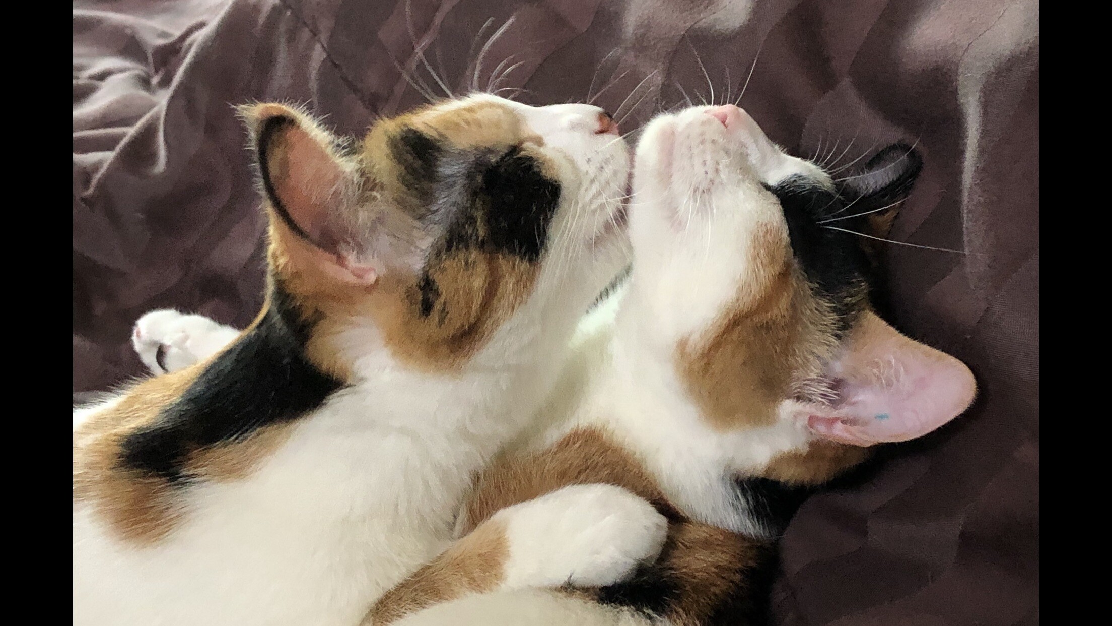 20240716-043402541-acda-33b0e6eaf845_FBA817CE-0ADE-46AA-8AD8-22102B138938 (1).jpeg